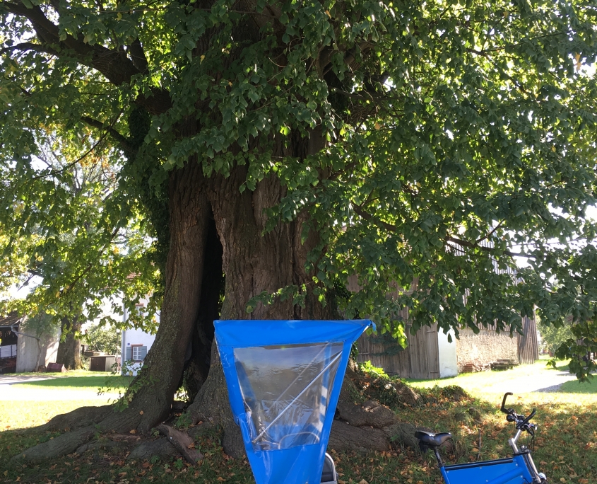 1000 jährige Linde Högling